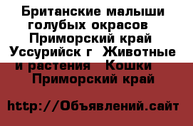 Британские малыши голубых окрасов - Приморский край, Уссурийск г. Животные и растения » Кошки   . Приморский край